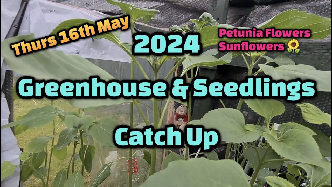 2024 Thurs 16th May/Greenhouse & seedling 🌱 Updates