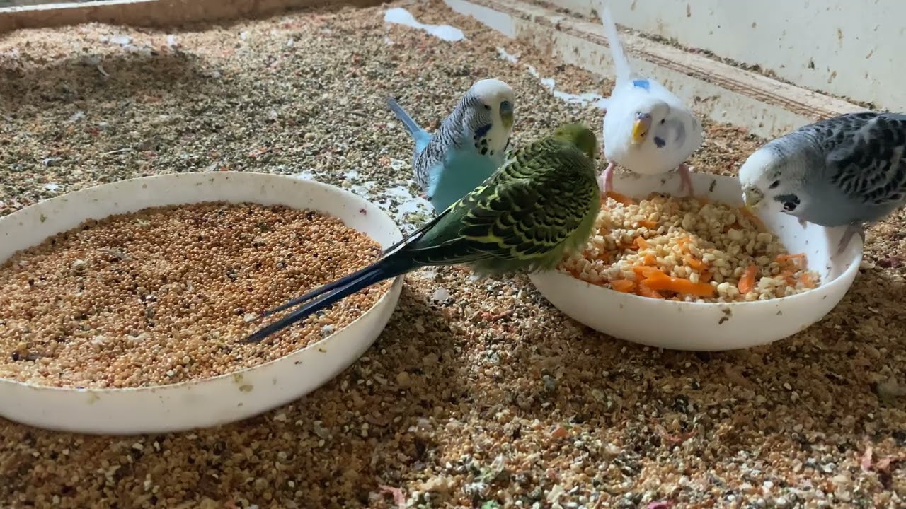51 Minute Budgies Sounds, Budgies Feeding Time Relax ASMR HD 1080P 60FPS