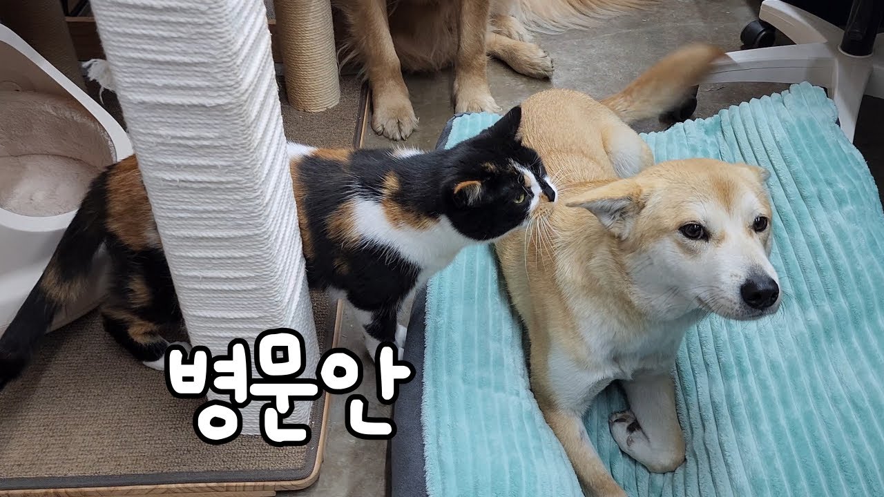 바베시아 치료 후 혈소판감소증을 회복한 곰순이의 중성화 수술기