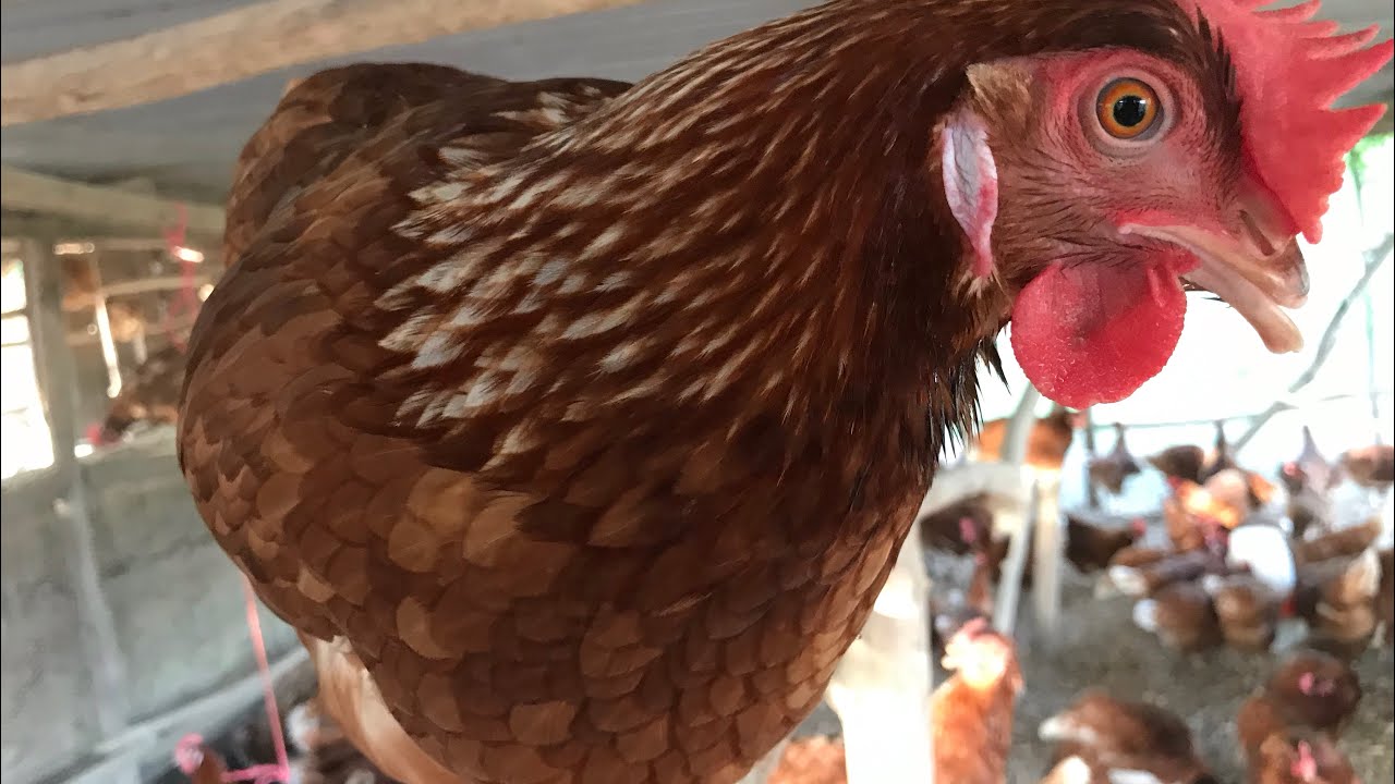 Layer Farming|| Feeding Chickens And Collecting Eggs|| Farming Layer Birds/ Chicken In Jamaica 🇯🇲
