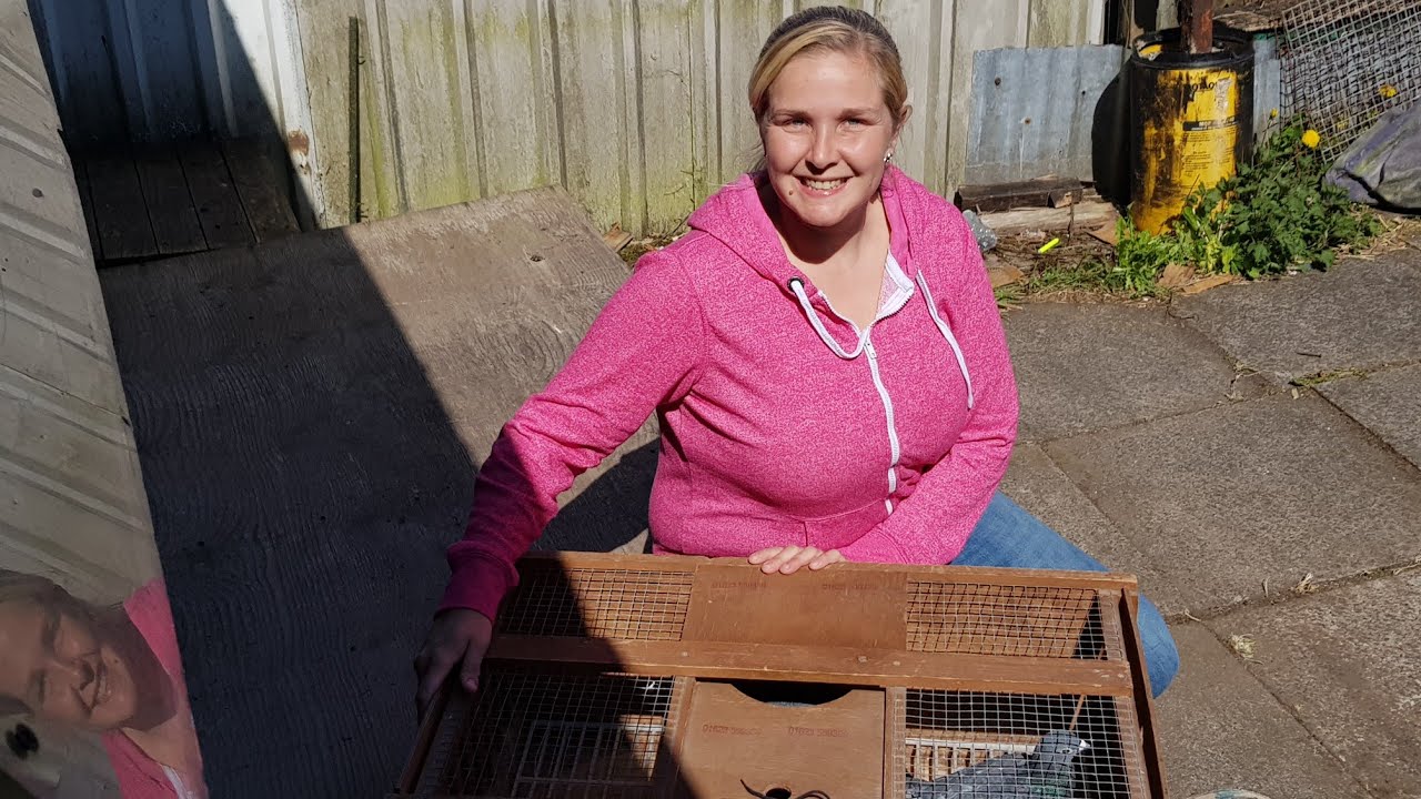 New stock birds