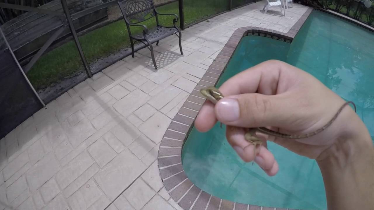 Jesus Christ Lizard Runs on Water