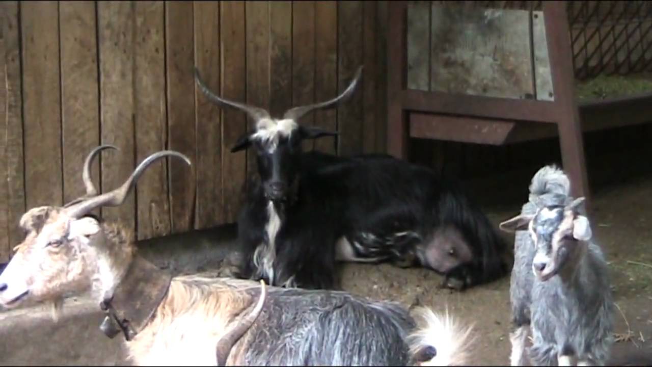 Cabras Isla De La Palma
