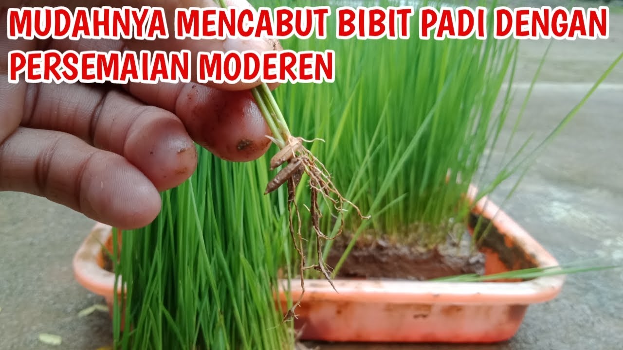 DENGAN CARA INI LEBIH MUDAH MENCABUT BIBIT PADI|MUDAHNYA MENCABUT BIBIT PADI