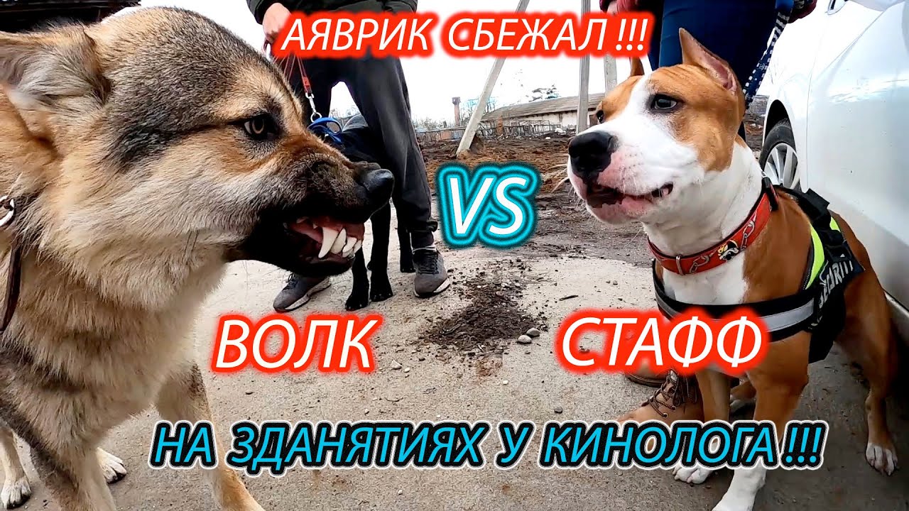 Волк против собак, Аяврик впервые на занятиях у кинолога.Wolf vs pitbull/кане корсо/овчарка/лабродор