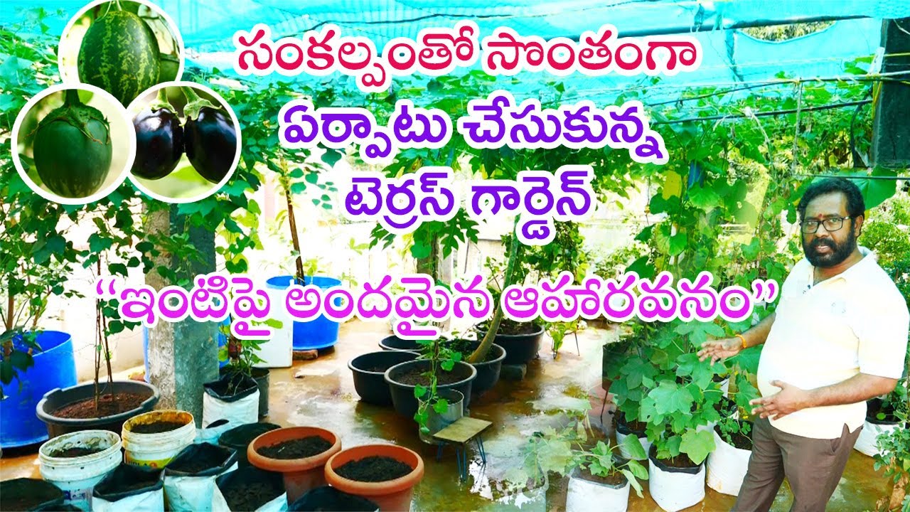 Self architectured organic terrace garden || Sridhar || Vansathalipuram || Rythunestham