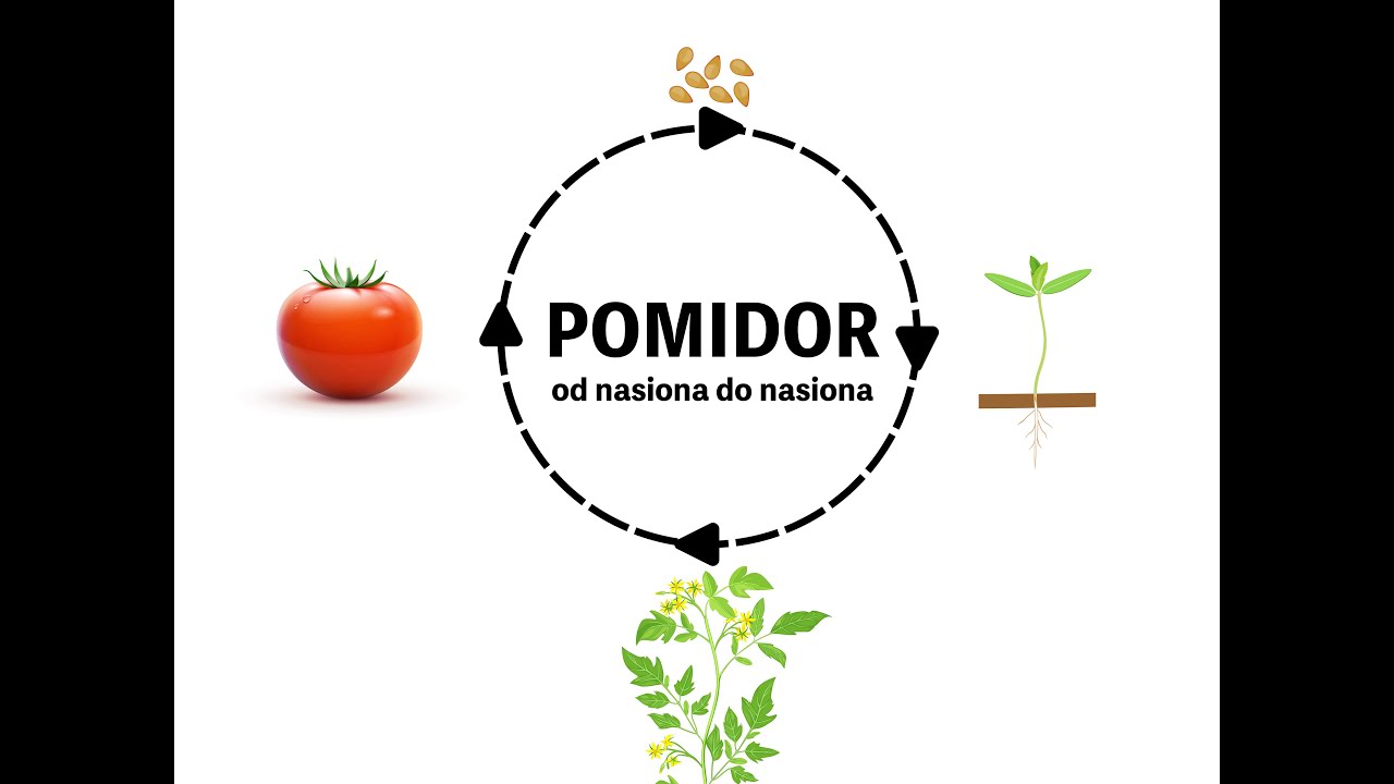 Pomidory - od nasiona do nasiona - cz. 7