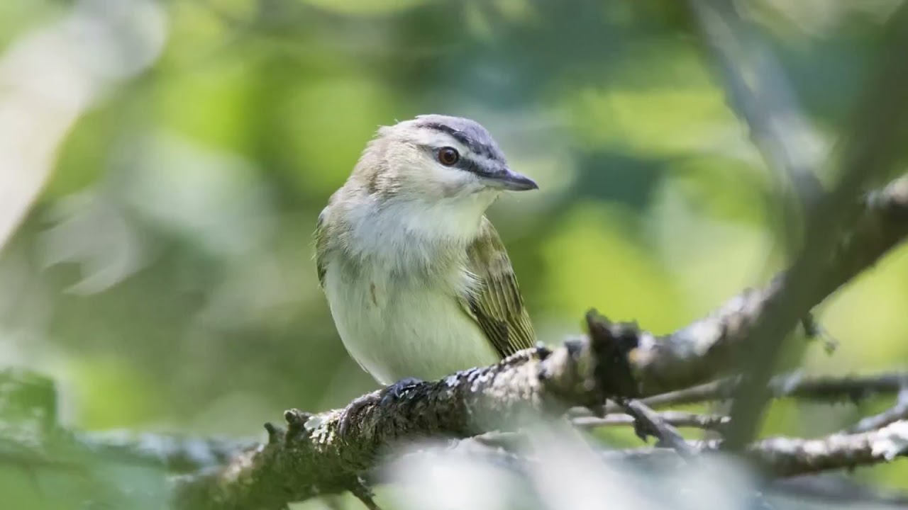 Red-eyed Vireo Bird Song Video: Bird Songs Eastern North America-Nature Sounds in the Woods