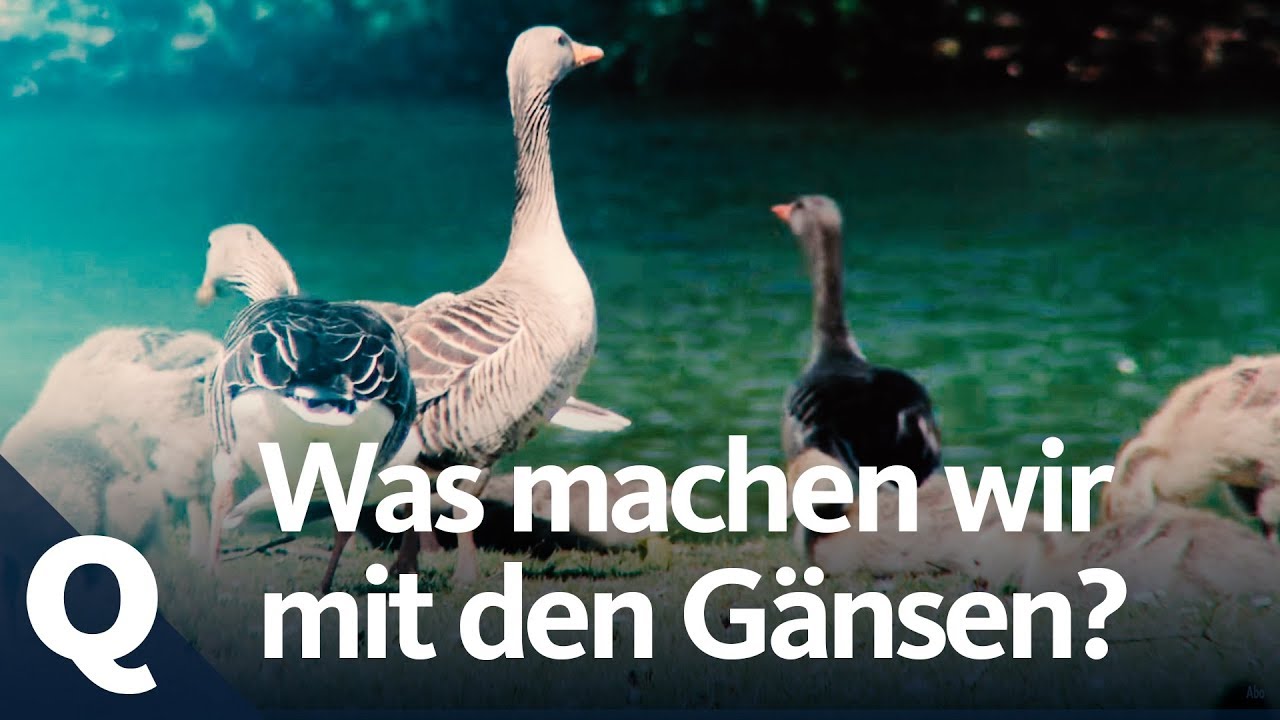 Invasion der Gänse am Badesee | Quarks