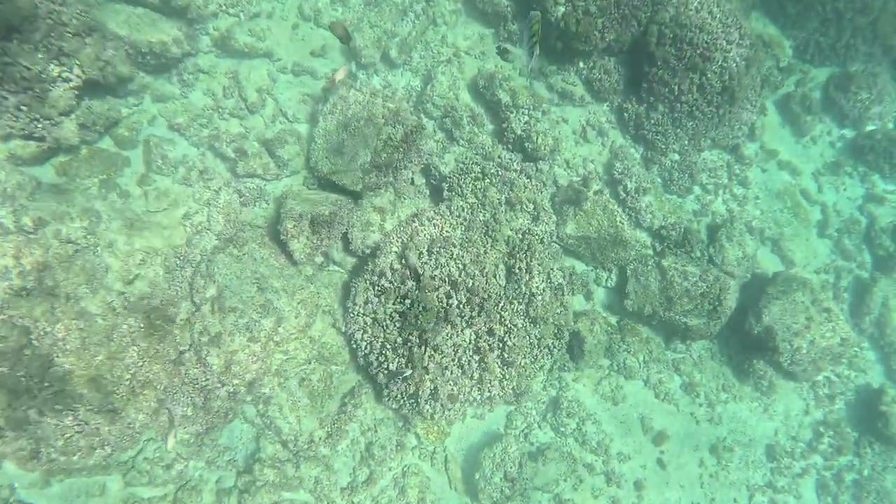 PLAYA MANZANILLO CHEPINA SNORKEL CHEPINA Y MINE