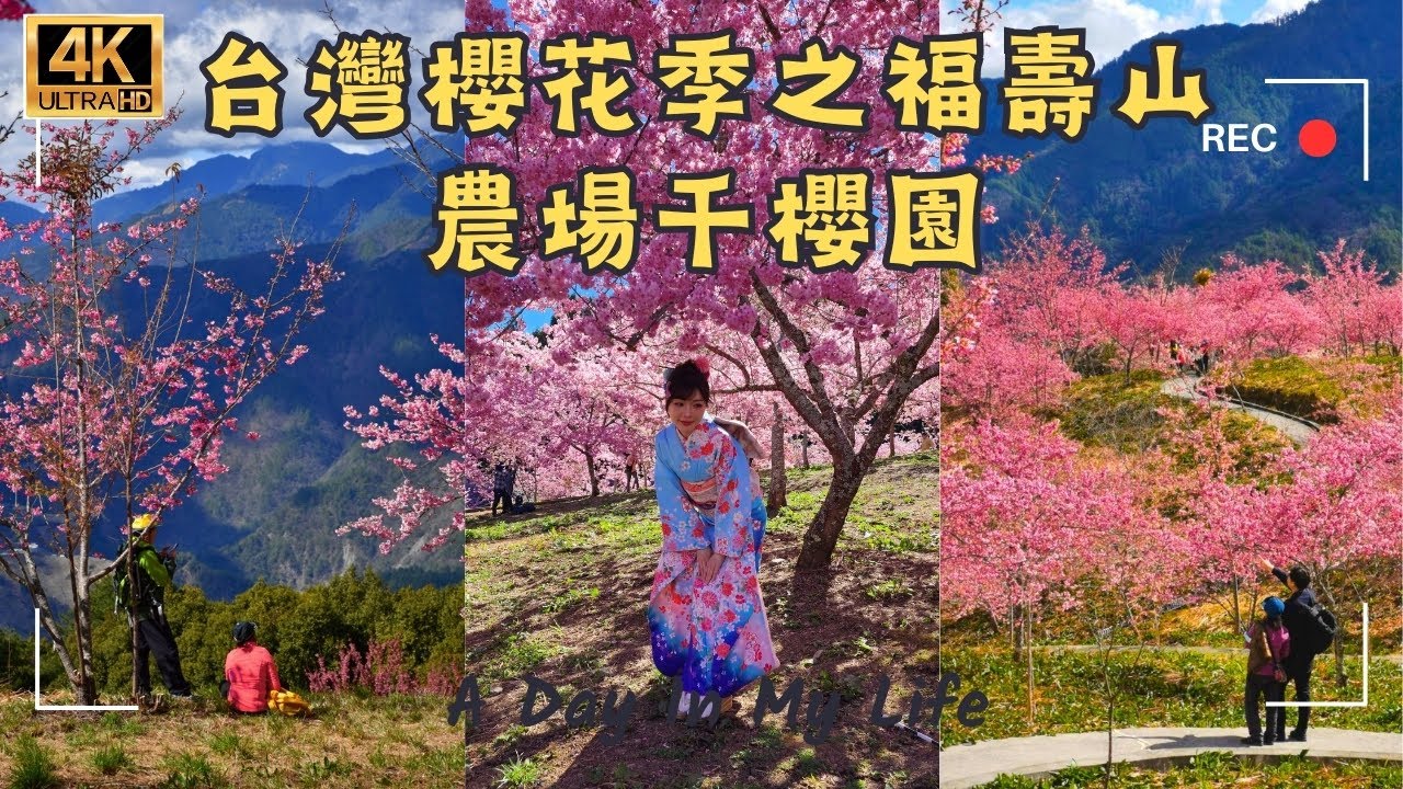 台灣櫻花季之福壽山農場，千櫻園賞櫻指南，迷失在高山上的櫻花海，交通指南，台灣仙境