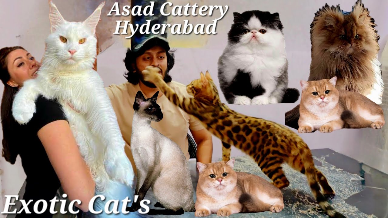 Asad Cattery Hyderabad Charminar Chowk | Maine Coon | Siamese | Bangal & exotic cat's available Hyd