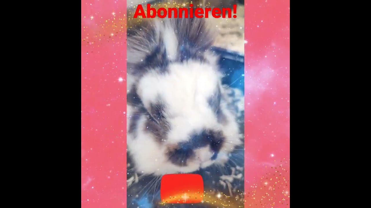 Flecki und Summer 🥰❤️🐰✨