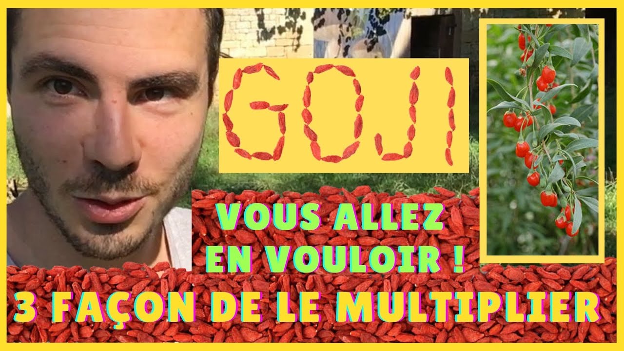 COMMENT CULTIVER et MULTIPLIER le Lycium Barbarum ( qui donne des GOJIS ) ? Ce FRUITIER SURPRENANT !