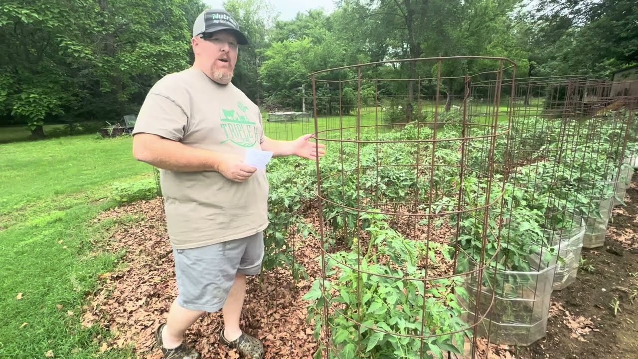 6 Steps to Tomato Success