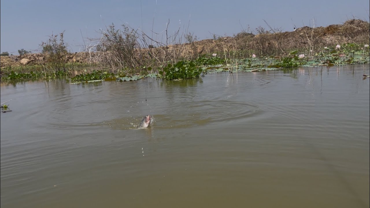 Catching Big Tilapia in the Lake