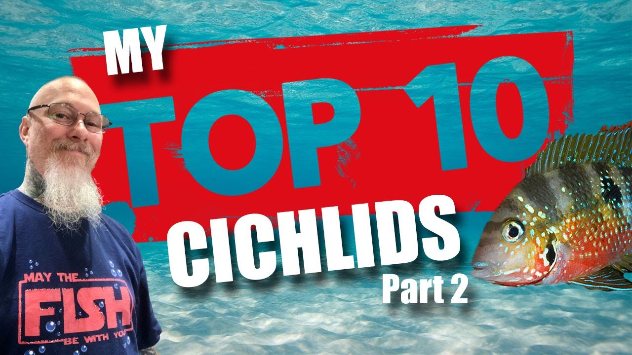 My Top Ten Cichlids (part 2)