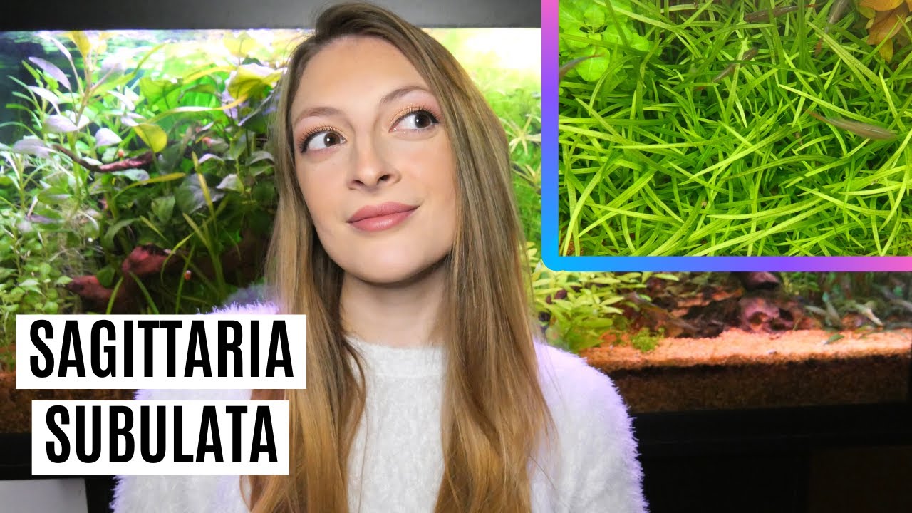 TUTTO sulla SAGITTARIA SUBULATA 🌱 Scheda tecnica