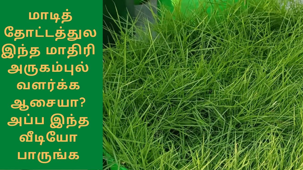 அருகம்புல் இந்த மாதிரி அடர்த்தியா மாடித்தோட்டத்துல வளர்க்கணுமா? | How to grow Bermuda Grass