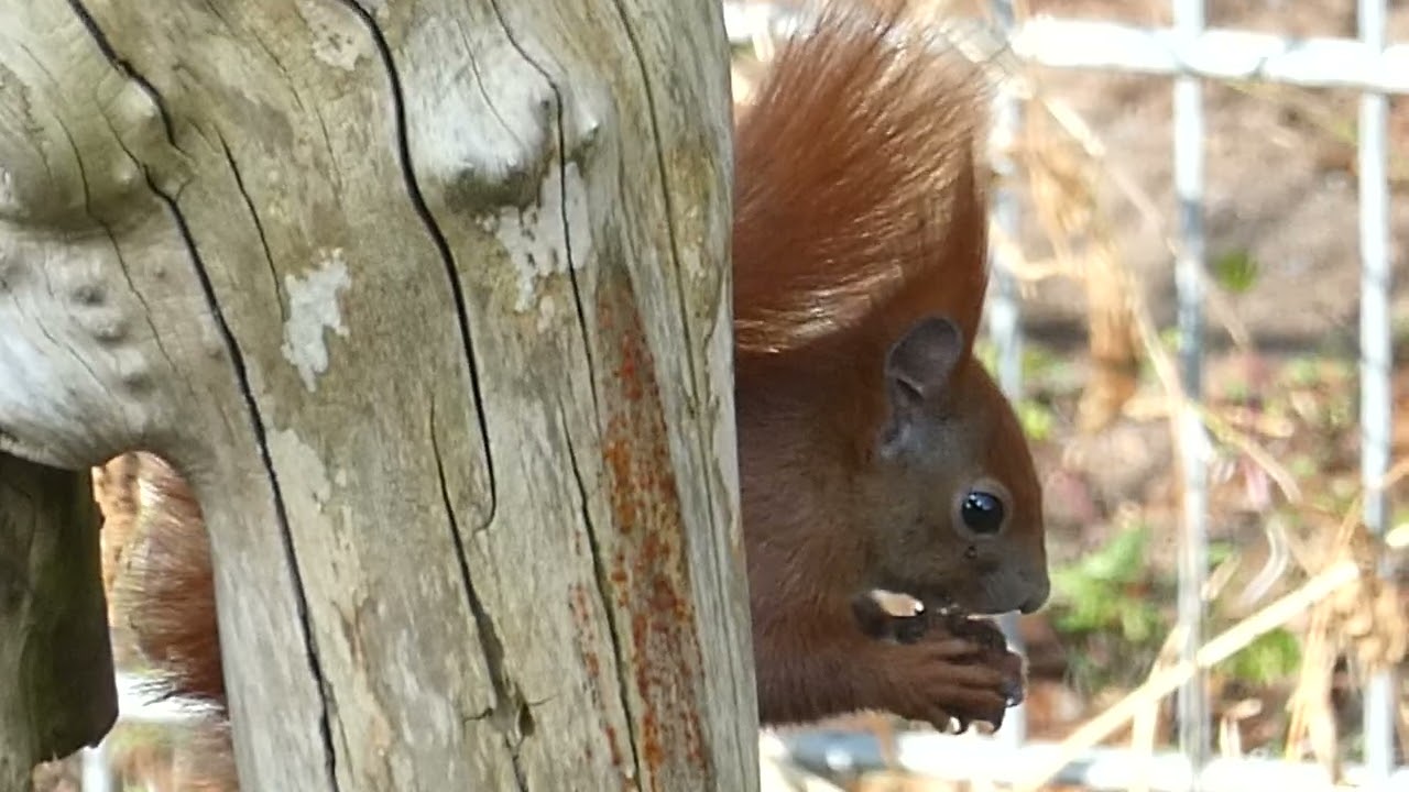 Eichhörnchen eurasisches nascht Kastanie #eichhörnchen #nagetier hörnchen #kastanie