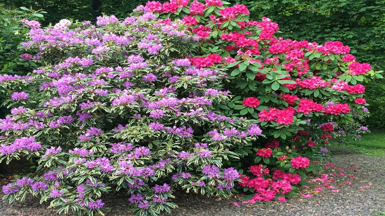 Re-planting Rescued Rhododendron