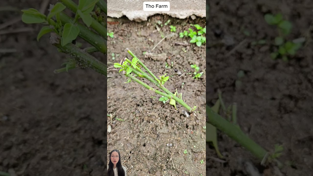 Growing katuk by cuttings  #farm #vegetablegardening #growing