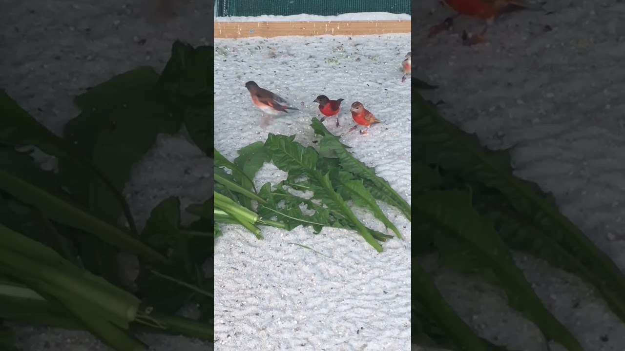 Red Siskin Mutation
