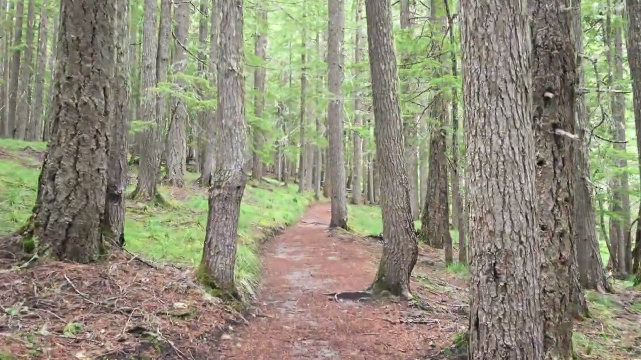 Rampart Ridge Trail hike + advice - Longmire, Washington 2