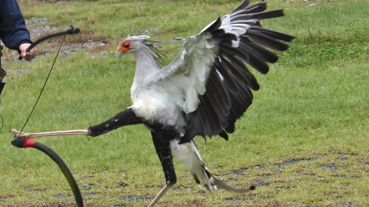 ヘビクイワシ　キックちゃん　クライマックスで飛び蹴りです　【掛川花鳥園】Secretarybird Kick-chan Kakegawa Garden