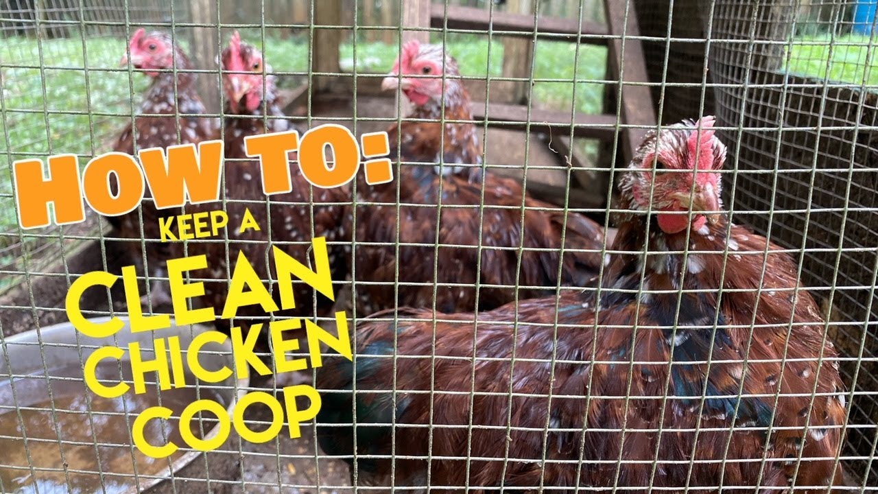 How to keep the chicken coop clean & fresh
