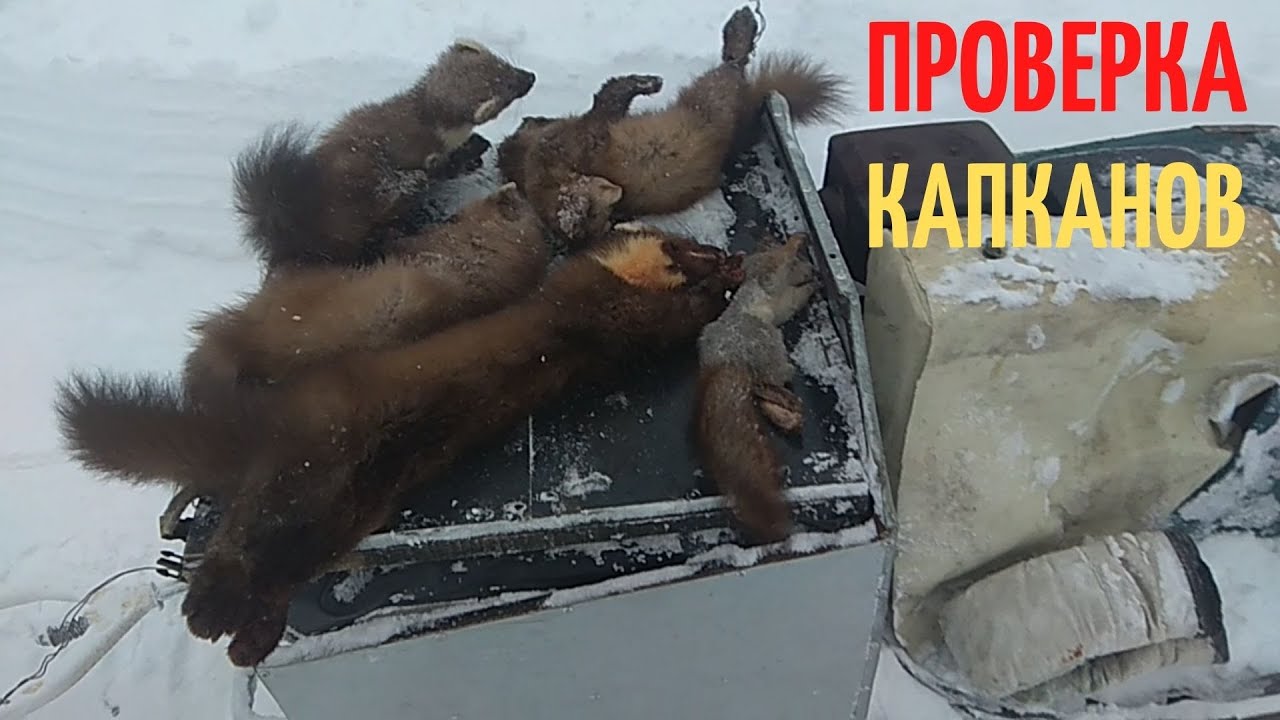 Капканный промысел. Очередная проверка капканов на куницу и белку.