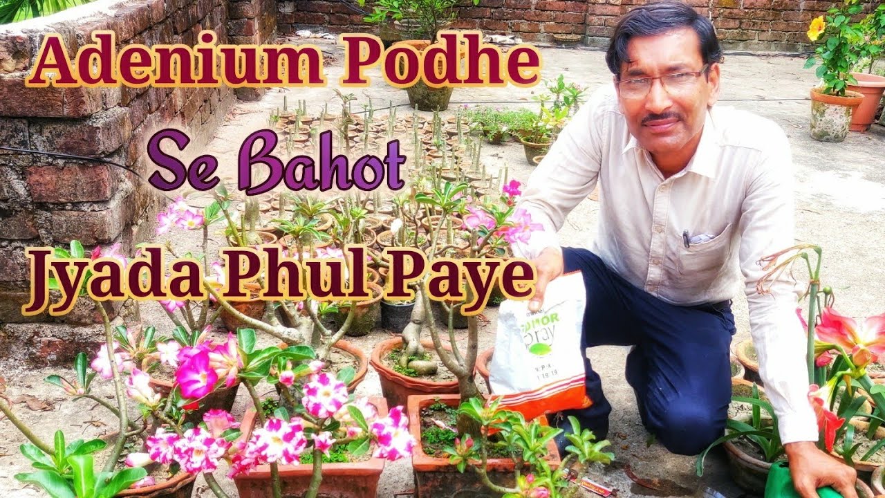 Adenium Ke Podhe Se Bahot Jyada Phul Kaise Le Sakte Hai ?