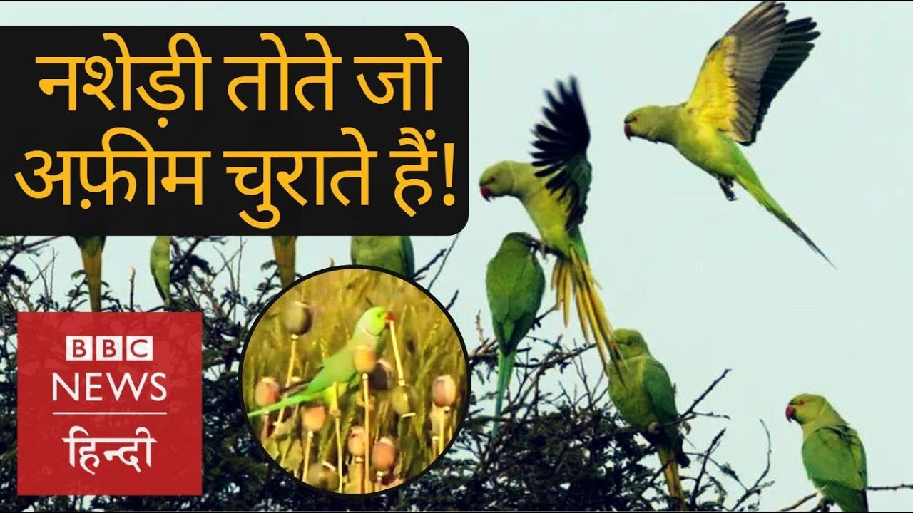 Opium addicted Parrots, big worry for farmers (BBC Hindi)