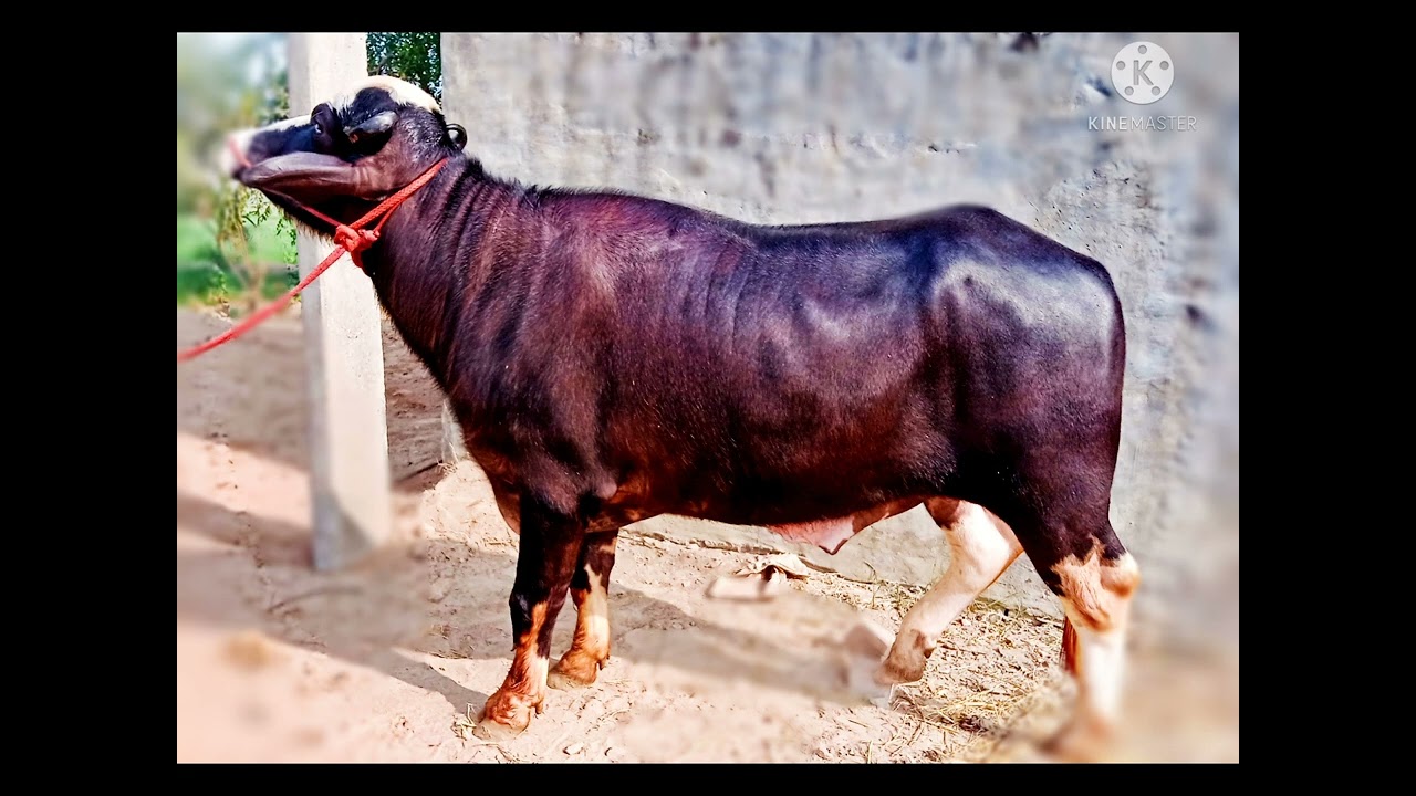 Bhau dairy farm doda . contact =07786022000