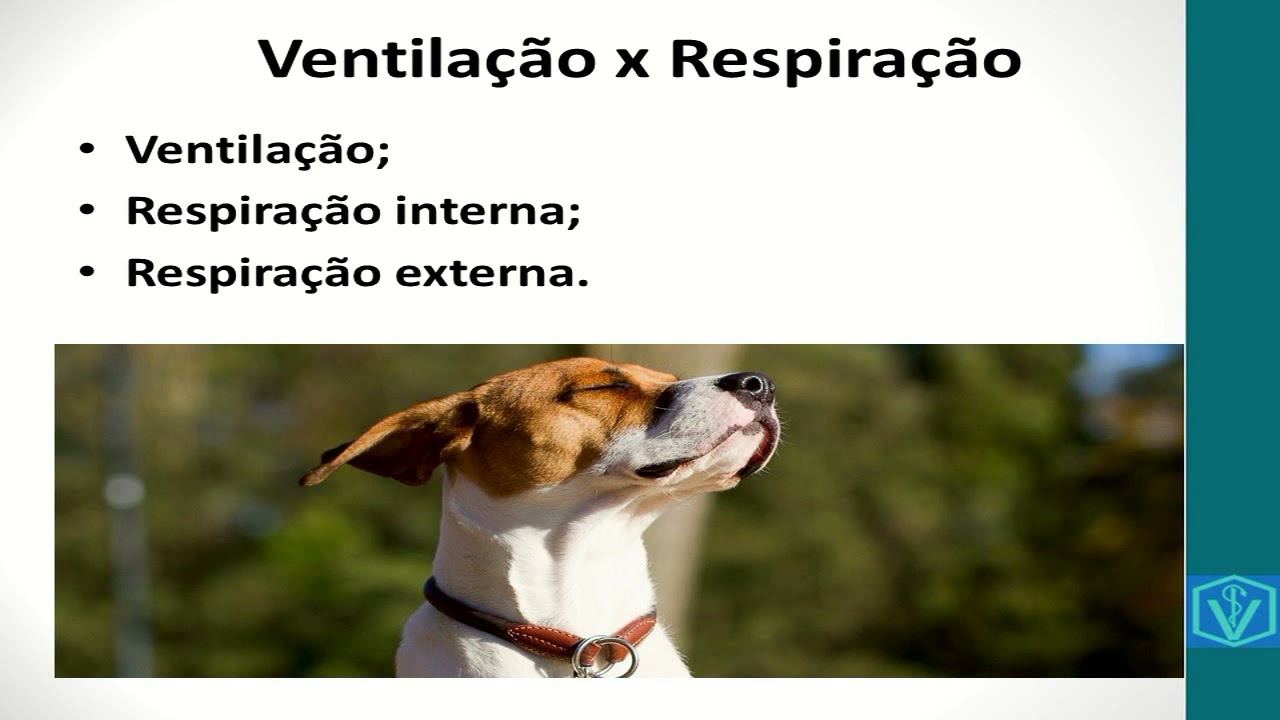 Fisiologia do sistema respiratório