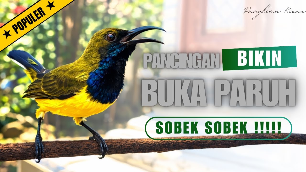 Suara Sogon Pemancing Fighter! Bikin Buka Paruh Sobek #pancingansogon #sogonmania #sogongacordor 