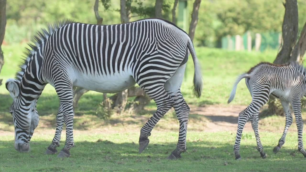 Adorable rare zebra foal born at Chester Zoo!