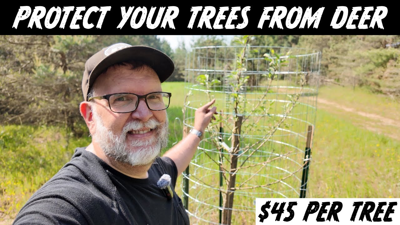 How to Protect Fruit Trees from Deer: Off-Grid DIY Homestead Project Start to Finish