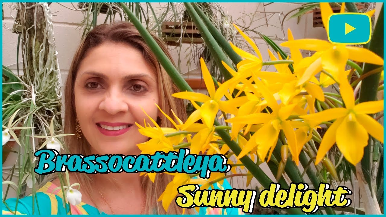 (Brassanthe) Brassocattleya Sunny Delight - Floração e Cultivo - E outros Híbridos!