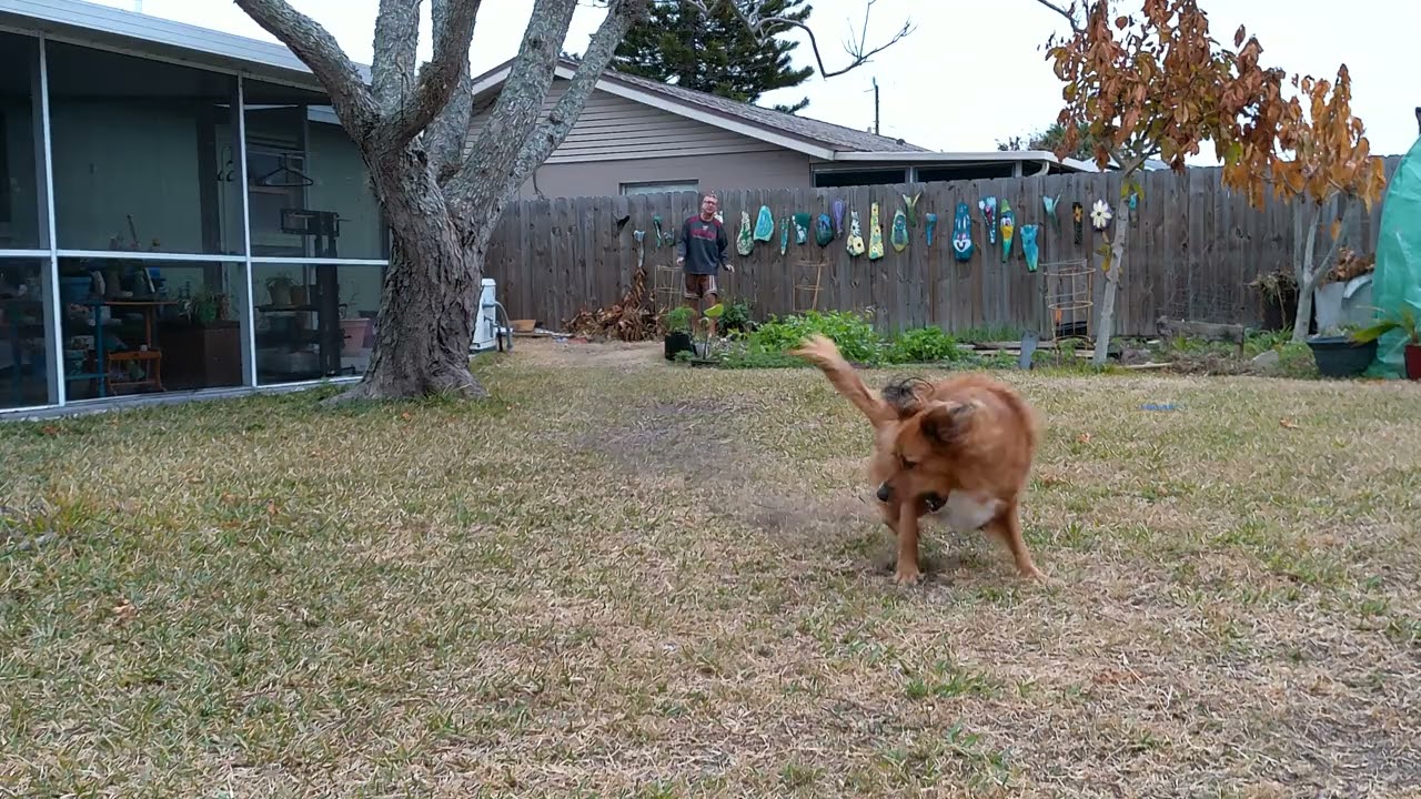 Fetching Foxy 81 Says you got this