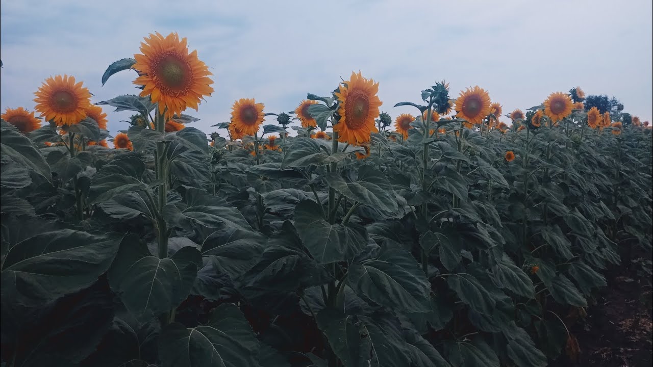 Соняшник - монстр Бомонд від Агроритм. 🌻🤯🌻💪