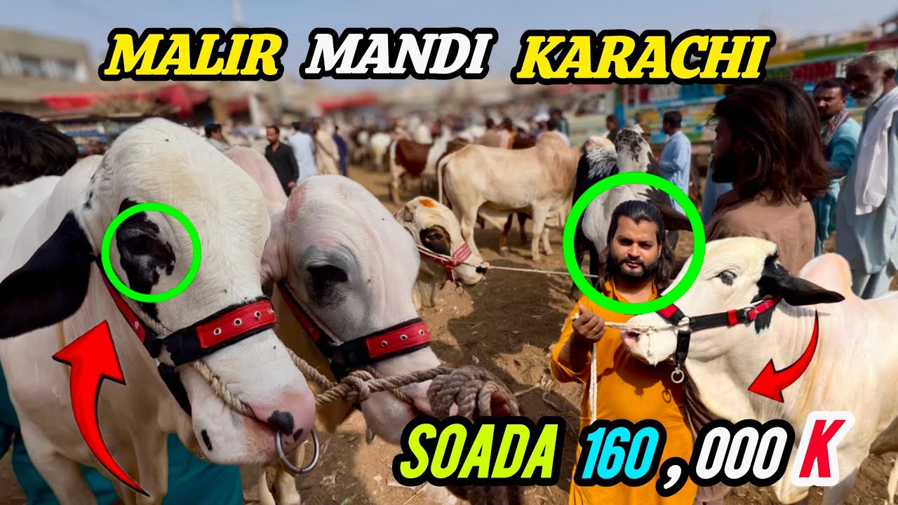 Malir Mandi Karachi 😍Latest Rates Update🔥|| 10 February 2026|| Tuesday Suada He Suada🐂
