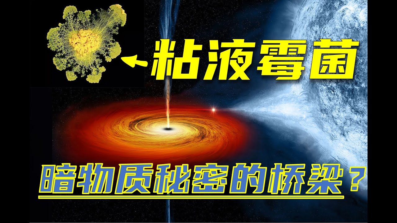 【粘液霉菌】瑞思拜！这坨单细胞生物居然是通晓暗物质秘密的桥梁？还拥有智慧和情绪