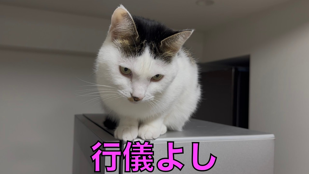 保護猫ナターシャの542日目：高いところで行儀よく
