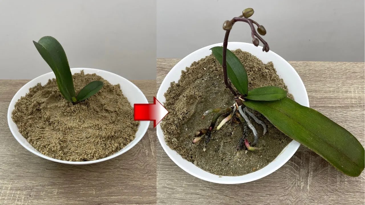 Unbelievable! Use This Instead of #orchid Soil, Rootless Orchids, Leaves Revived #plants #flowers