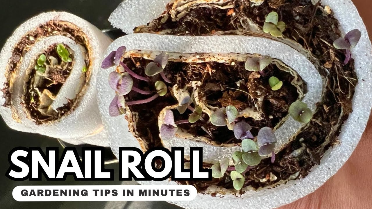 New Seed Starting Hack! Snail Roll Root Training Saves Space! Bonus Tips to Pre-germinate Tiny Seeds