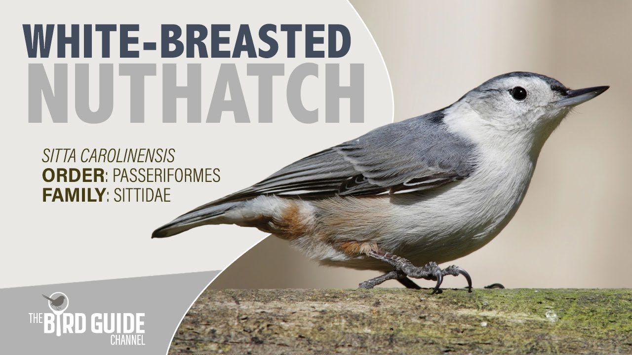 White-breasted Nuthatch | Forest Bird (The Bird Guide Channel)