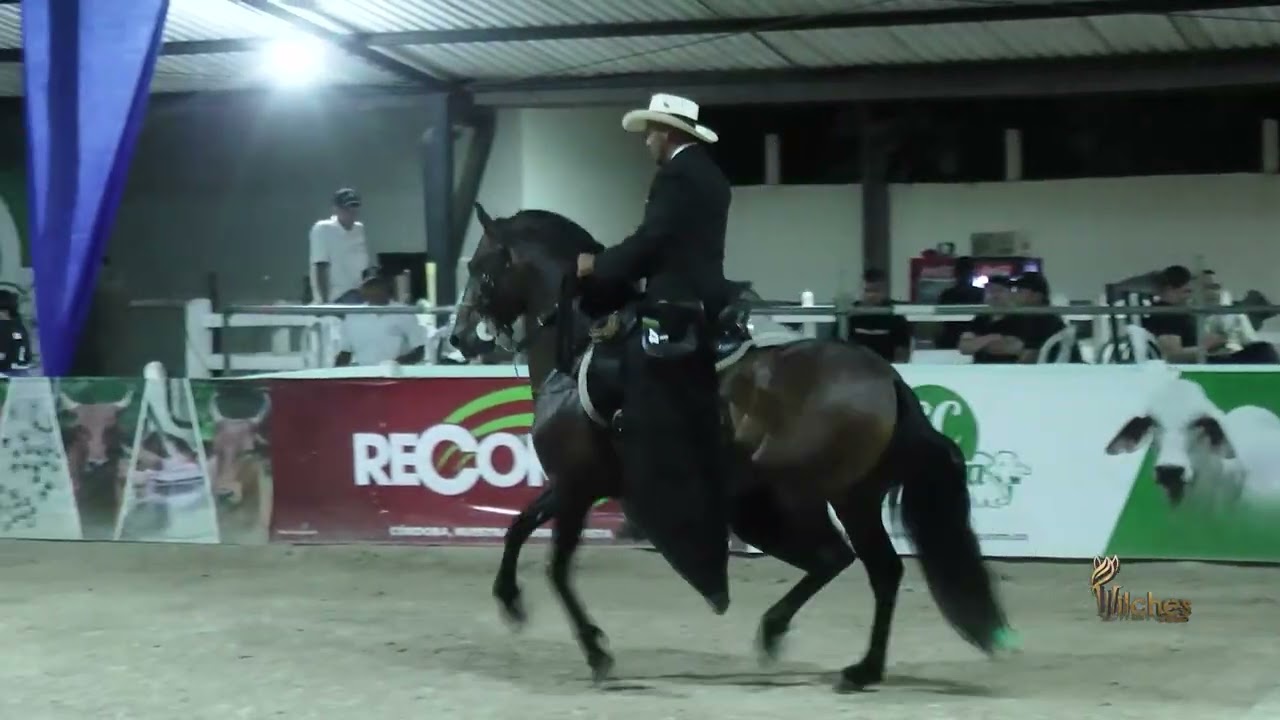 VALENTINO DEL CENTRAL, GRAN CAMPEÓN RESERVADO TROTE Y GALOPE  LOS POTRILLOS MONTERÍA GRADO B 2026
