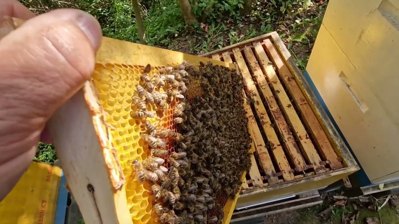 16. September 2023 Rad sa LR Košnicom 1.dio