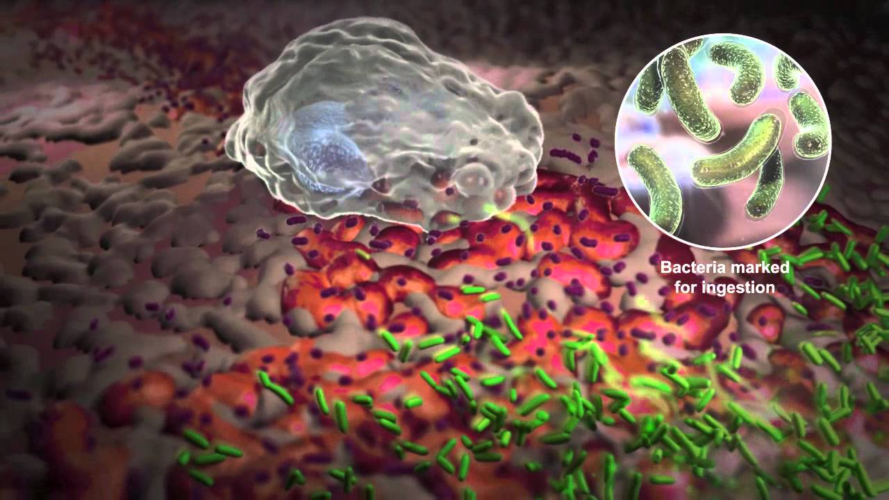 How White Blood Cells Work